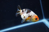 Baby Ranchu  Calico 2.5 Inch (ID#408R9c-22) Free2Day SHIPPING
