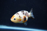 Baby Ranchu  Calico 2.5 Inch (ID#408R9c-22) Free2Day SHIPPING