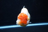 Jumbo Lionchu  Red White 5 Inch (ID#228R12a-110)