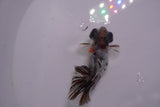 Butterfly  Calico 3.5 Inch (ID#1213B8b-50) Free2Day SHIPPING