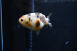 Baby Ranchu  Calico 2.5 Inch (ID#408R9c-22) Free2Day SHIPPING