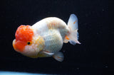 Jumbo Lionchu  Red White 5 Inch (ID#228R12a-110)