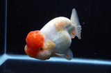 Jumbo Lionchu  Red White 5 Inch (ID#228R12a-110)