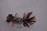 Butterfly  Calico 3.5 Inch (ID#1213B8b-50) Free2Day SHIPPING