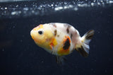 Baby Ranchu  Calico 2.5 Inch (ID#408R9c-22) Free2Day SHIPPING