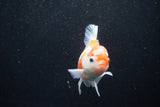 Thai Oranda  Sakura 4 Inch (ID#1129To5b-94) Free2Day SHIPPING