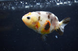 Baby Ranchu  Calico 2.5 Inch (ID#408R9c-22) Free2Day SHIPPING