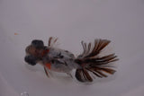 Butterfly  Calico 3.5 Inch (ID#1213B8b-50) Free2Day SHIPPING