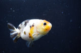 Baby Ranchu  Calico 2.5 Inch (ID#408R9c-22) Free2Day SHIPPING