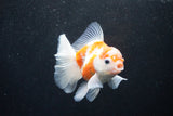 Thai Oranda  Sakura 4 Inch (ID#1129To5b-94) Free2Day SHIPPING