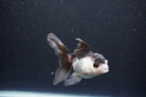 Juvenile Thai Oranda  Panda 3.5 Inch (ID#1105To13b-76) Free2Day SHIPPING