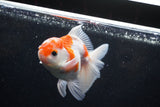 Thai Oranda  Sakura 4 Inch (ID#1129To5b-94) Free2Day SHIPPING