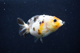 Baby Ranchu  Calico 2.5 Inch (ID#408R9c-22) Free2Day SHIPPING