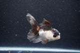 Juvenile Thai Oranda  Panda 3.5 Inch (ID#1105To13b-76) Free2Day SHIPPING