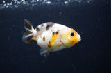 Baby Ranchu  Calico 2.5 Inch (ID#408R9c-22) Free2Day SHIPPING
