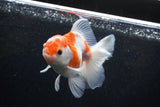 Thai Oranda  Sakura 4 Inch (ID#1129To5b-94) Free2Day SHIPPING