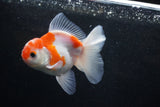 Thai Oranda  Sakura 4 Inch (ID#1129To5b-94) Free2Day SHIPPING