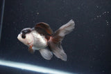 Juvenile Thai Oranda  Panda 3.5 Inch (ID#1105To13b-76) Free2Day SHIPPING