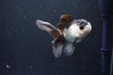 Juvenile Thai Oranda  Panda 3.5 Inch (ID#1105To13b-76) Free2Day SHIPPING