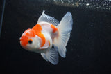 Thai Oranda  Sakura 4 Inch (ID#1129To5b-94) Free2Day SHIPPING