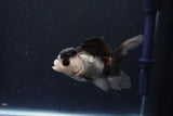 Juvenile Thai Oranda  Panda 3.5 Inch (ID#1105To13b-76) Free2Day SHIPPING