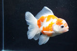 Thai Oranda  Sakura 4 Inch (ID#1129To5b-94) Free2Day SHIPPING