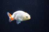 Baby Ranchu  Red White 2.5 Inch (ID#408R9c-23) Free2Day SHIPPING