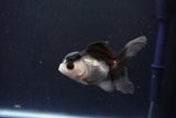 Juvenile Thai Oranda  Panda 3.5 Inch (ID#1105To13b-76) Free2Day SHIPPING