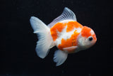 Thai Oranda  Sakura 4 Inch (ID#1129To5b-94) Free2Day SHIPPING