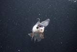 Juvenile Thai Oranda  Panda 3.5 Inch (ID#1105To13b-76) Free2Day SHIPPING