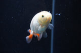 Baby Ranchu  Red White 2.5 Inch (ID#408R9c-23) Free2Day SHIPPING