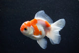 Thai Oranda  Sakura 4 Inch (ID#1129To5b-94) Free2Day SHIPPING