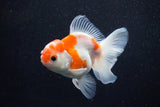 Thai Oranda  Sakura 4 Inch (ID#1129To5b-94) Free2Day SHIPPING