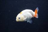 Baby Ranchu  Red White 2.5 Inch (ID#408R9c-23) Free2Day SHIPPING