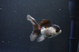 Juvenile Thai Oranda  Panda 3.5 Inch (ID#1105To13b-76) Free2Day SHIPPING