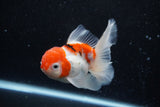 Thai Oranda  Sakura 4.5 Inch (ID#1129To5b-95) Free2Day SHIPPING