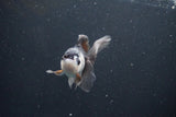 Juvenile Thai Oranda  Panda 3.5 Inch (ID#1105To13b-76) Free2Day SHIPPING