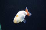 Baby Ranchu  Red White 2.5 Inch (ID#408R9c-23) Free2Day SHIPPING