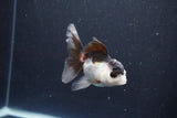 Juvenile Thai Oranda  Panda 3.5 Inch (ID#1105To13b-76) Free2Day SHIPPING