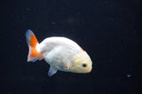 Baby Ranchu  Red White 2.5 Inch (ID#408R9c-23) Free2Day SHIPPING