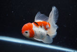 Thai Oranda  Sakura 4.5 Inch (ID#1129To5b-95) Free2Day SHIPPING