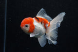 Thai Oranda  Sakura 4.5 Inch (ID#1129To5b-95) Free2Day SHIPPING