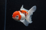 Thai Oranda  Sakura 4.5 Inch (ID#1129To5b-95) Free2Day SHIPPING