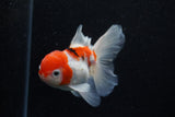 Thai Oranda  Sakura 4.5 Inch (ID#1129To5b-95) Free2Day SHIPPING