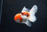 Thai Oranda  Sakura 4.5 Inch (ID#1129To5b-95) Free2Day SHIPPING