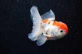 Thai Oranda  Sakura 4.5 Inch (ID#1129To5b-95) Free2Day SHIPPING