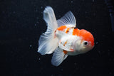 Thai Oranda  Sakura 4.5 Inch (ID#1129To5b-95) Free2Day SHIPPING