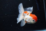 Thai Oranda  Sakura 4.5 Inch (ID#1129To5b-95) Free2Day SHIPPING