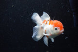 Thai Oranda  Sakura 4.5 Inch (ID#1129To5b-95) Free2Day SHIPPING