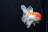 Thai Oranda  Sakura 4.5 Inch (ID#1129To5b-95) Free2Day SHIPPING